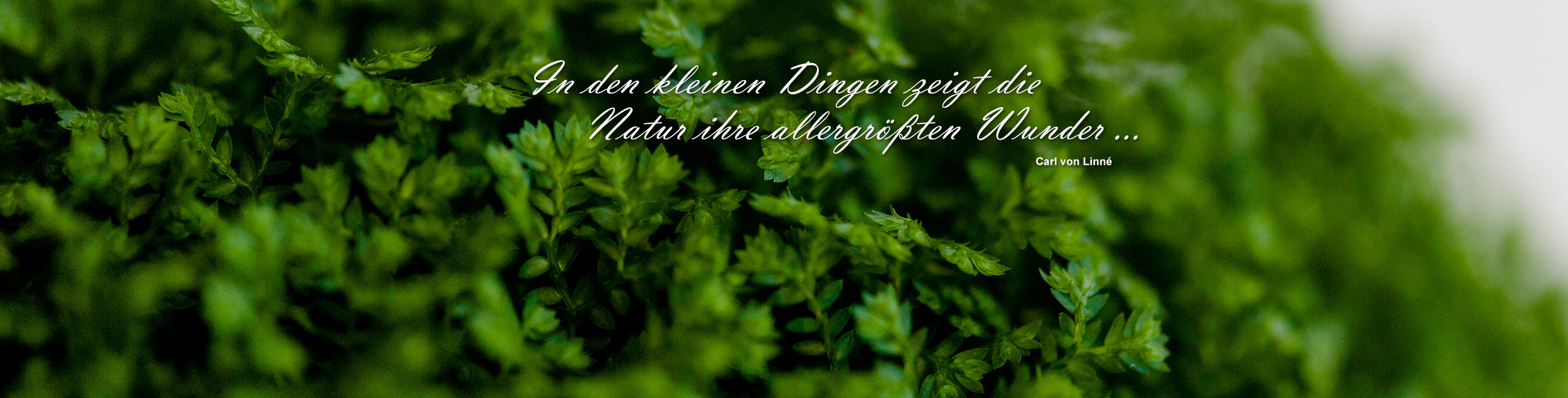 Blumen und Pflanzen bei Floristik Steinbrecher in Waltrop