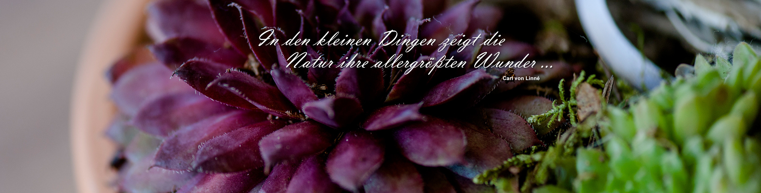 Saisonale Blumenarrangements und Dekoration in Waltrop